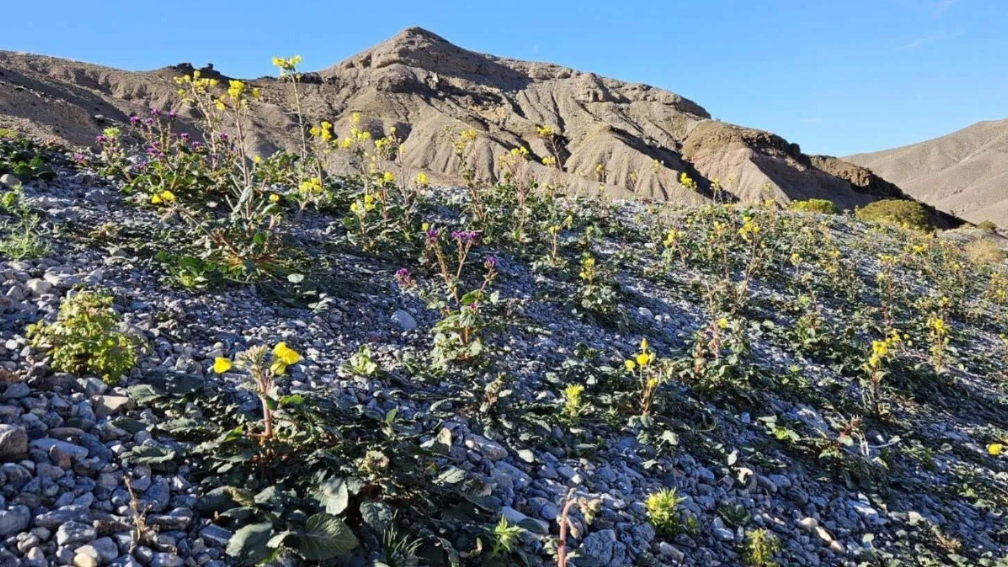 Desert wildflower bloom near Beatty